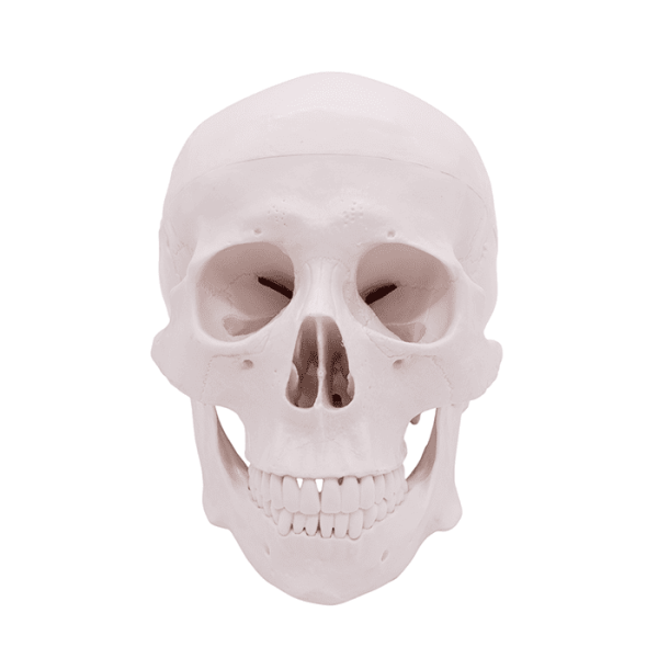 Модель «Череп человека» смонтированный